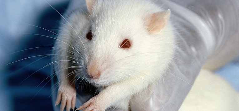 animal-testing cosmetics